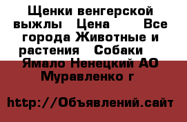 Щенки венгерской выжлы › Цена ­ 1 - Все города Животные и растения » Собаки   . Ямало-Ненецкий АО,Муравленко г.